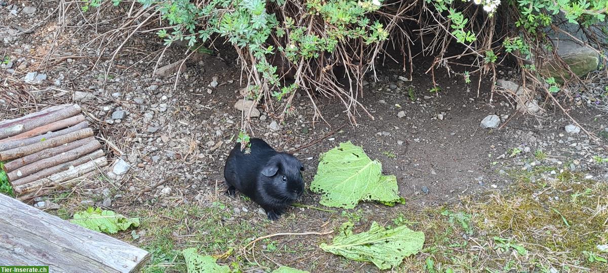 Bild 2: Junge Meerschweinchen Böckli zu verkaufen