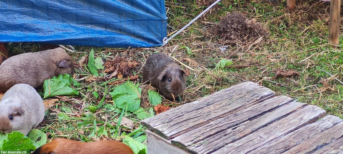 Bild 3: Junge Meerschweinchen Böckli zu verkaufen