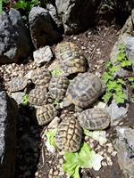 Mehrere Griechische Landschildkröten abzugeben