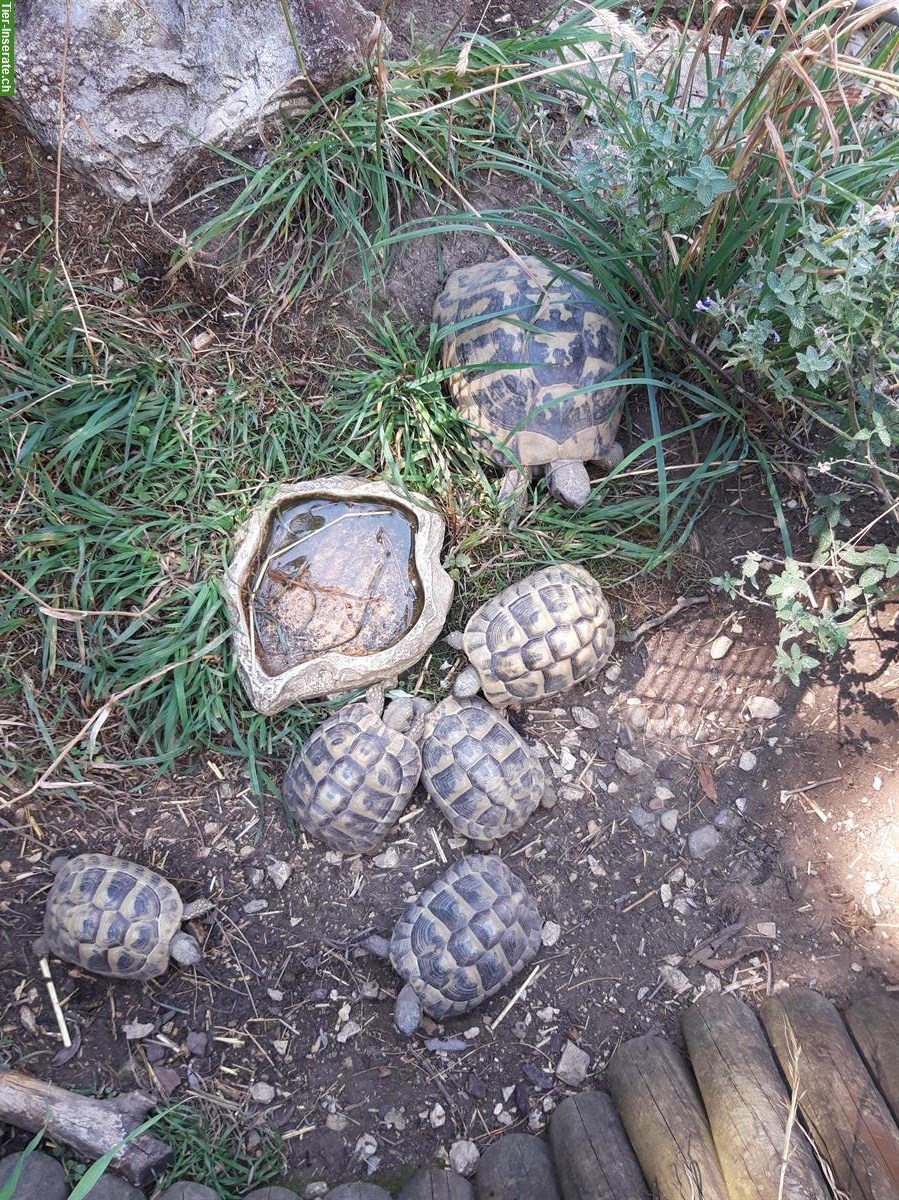 Bild 2: Mehrere Griechische Landschildkröten abzugeben