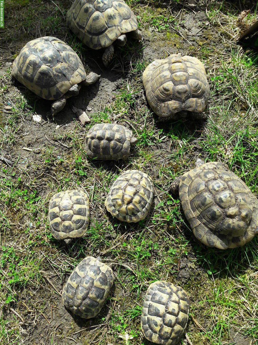 Bild 3: Mehrere Griechische Landschildkröten abzugeben