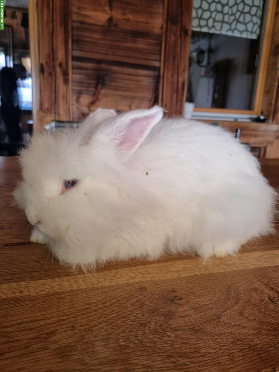 Bild 5: Junge Löwenköpfchen Zwergkaninchen