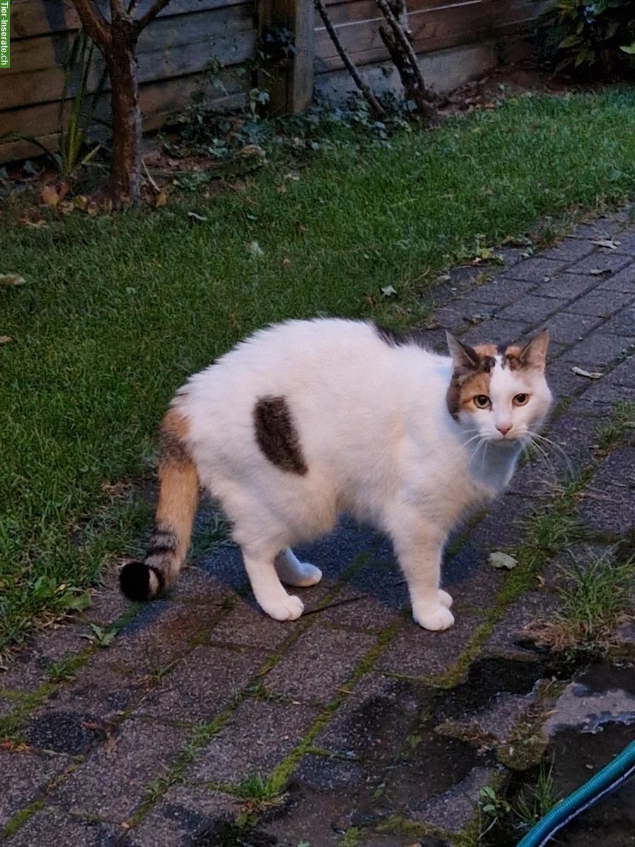 Kira, eine weibliche Katze sucht ein Zuhause