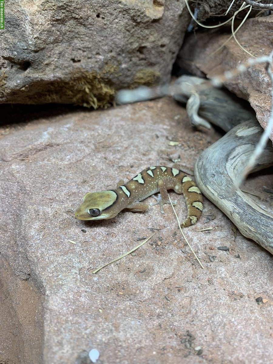 Bild 2: 0.0.X Diplodactylus galeatus, Helmgecko Nachzuchten