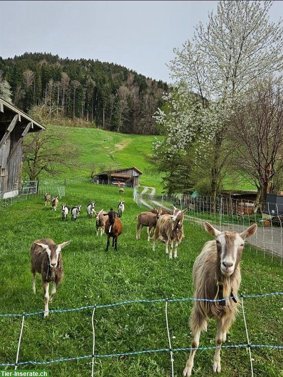 Ganzer Ziegen Bestand zu verkaufen