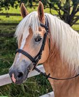 10-jähriger Haflinger Wallach zu verkaufen