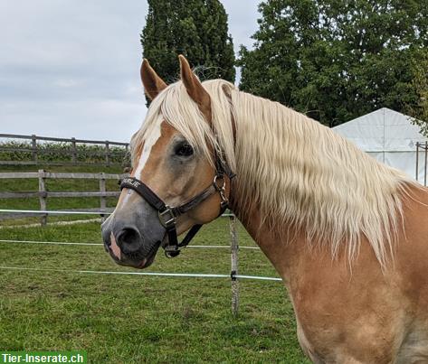 Bild 10: 10-jähriger Haflinger Wallach zu verkaufen