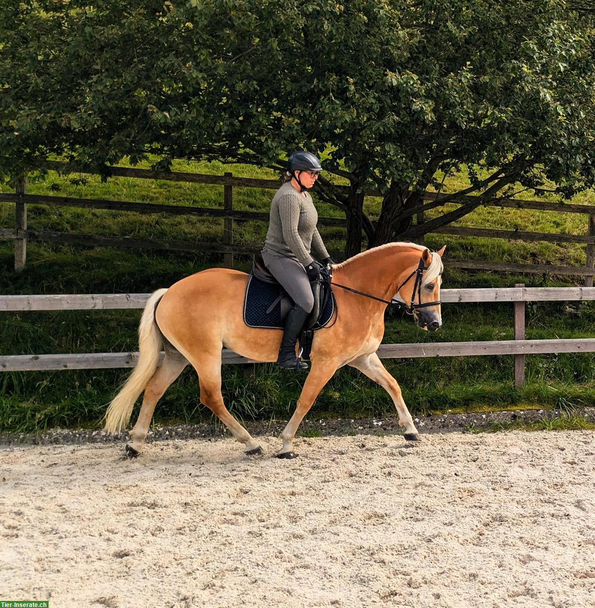 Bild 2: 10-jähriger Haflinger Wallach zu verkaufen