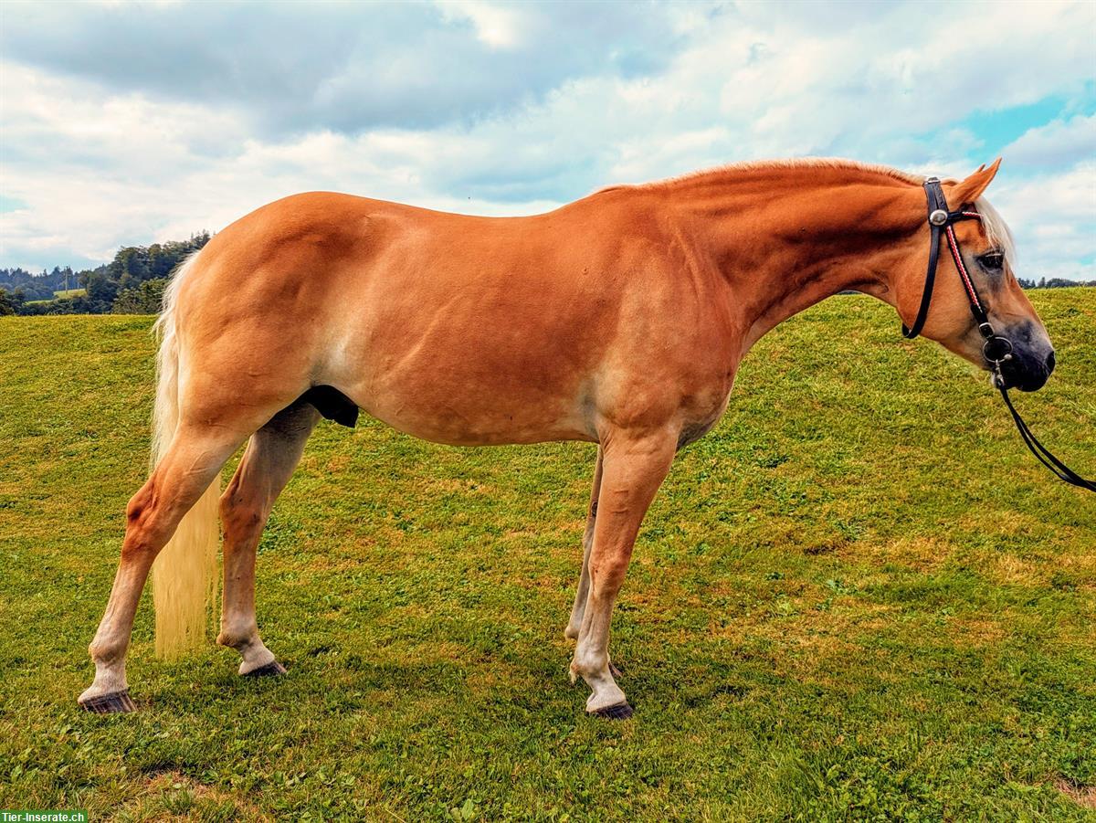 Bild 3: 10-jähriger Haflinger Wallach zu verkaufen