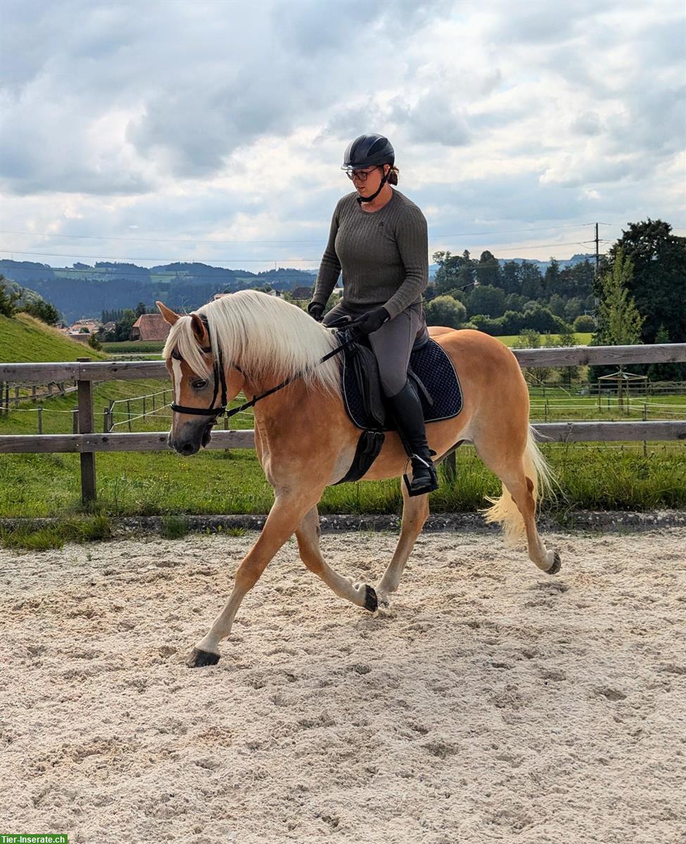 Bild 4: 10-jähriger Haflinger Wallach zu verkaufen