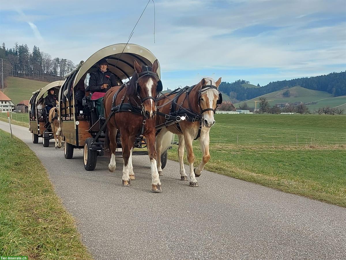 Bild 5: 10-jähriger Haflinger Wallach zu verkaufen