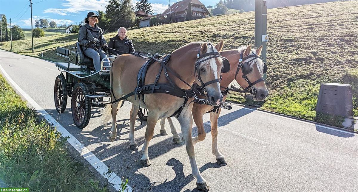 Bild 6: 10-jähriger Haflinger Wallach zu verkaufen