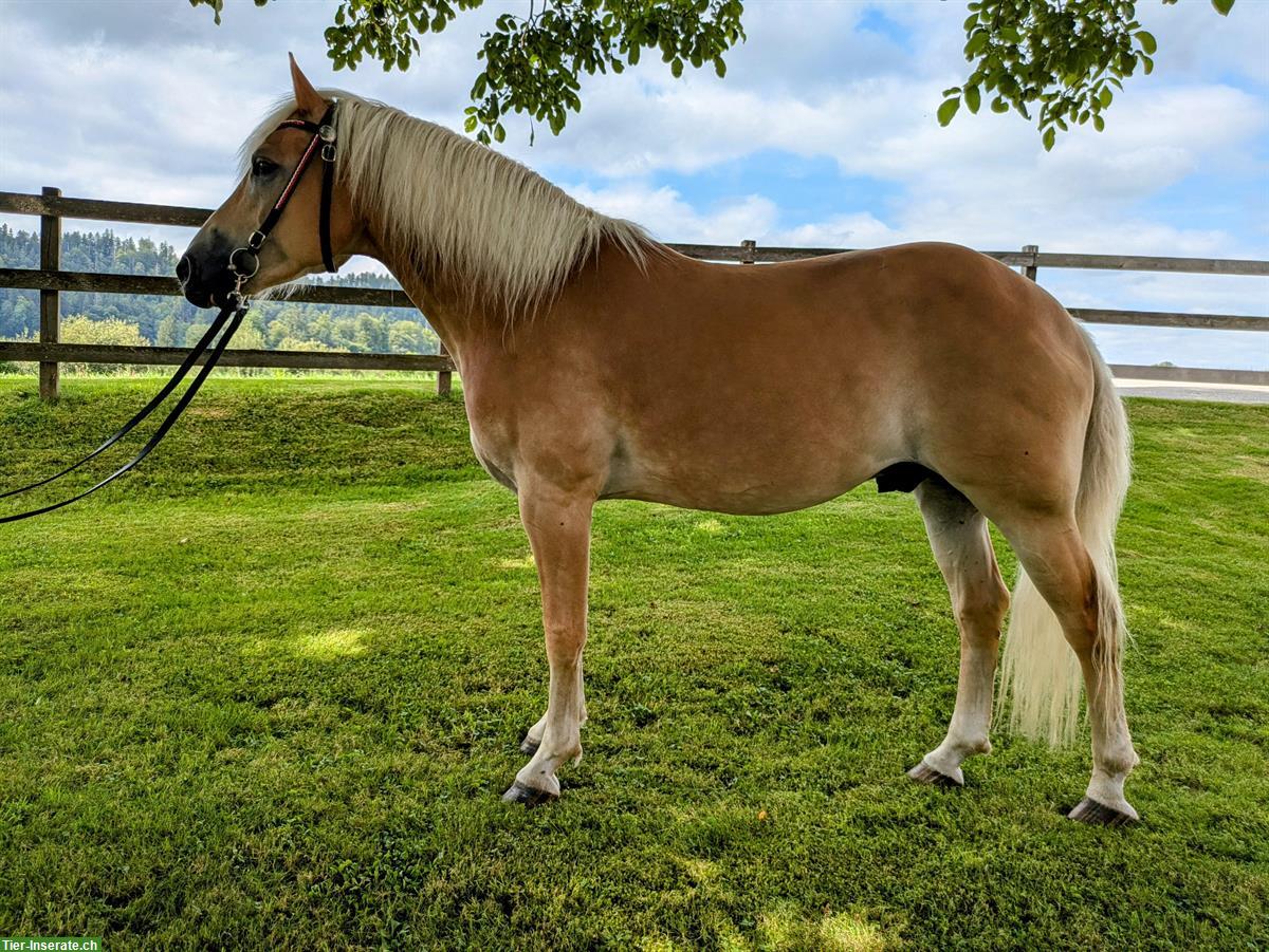 Bild 7: 10-jähriger Haflinger Wallach zu verkaufen