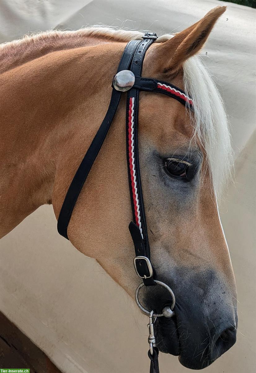 Bild 8: 10-jähriger Haflinger Wallach zu verkaufen