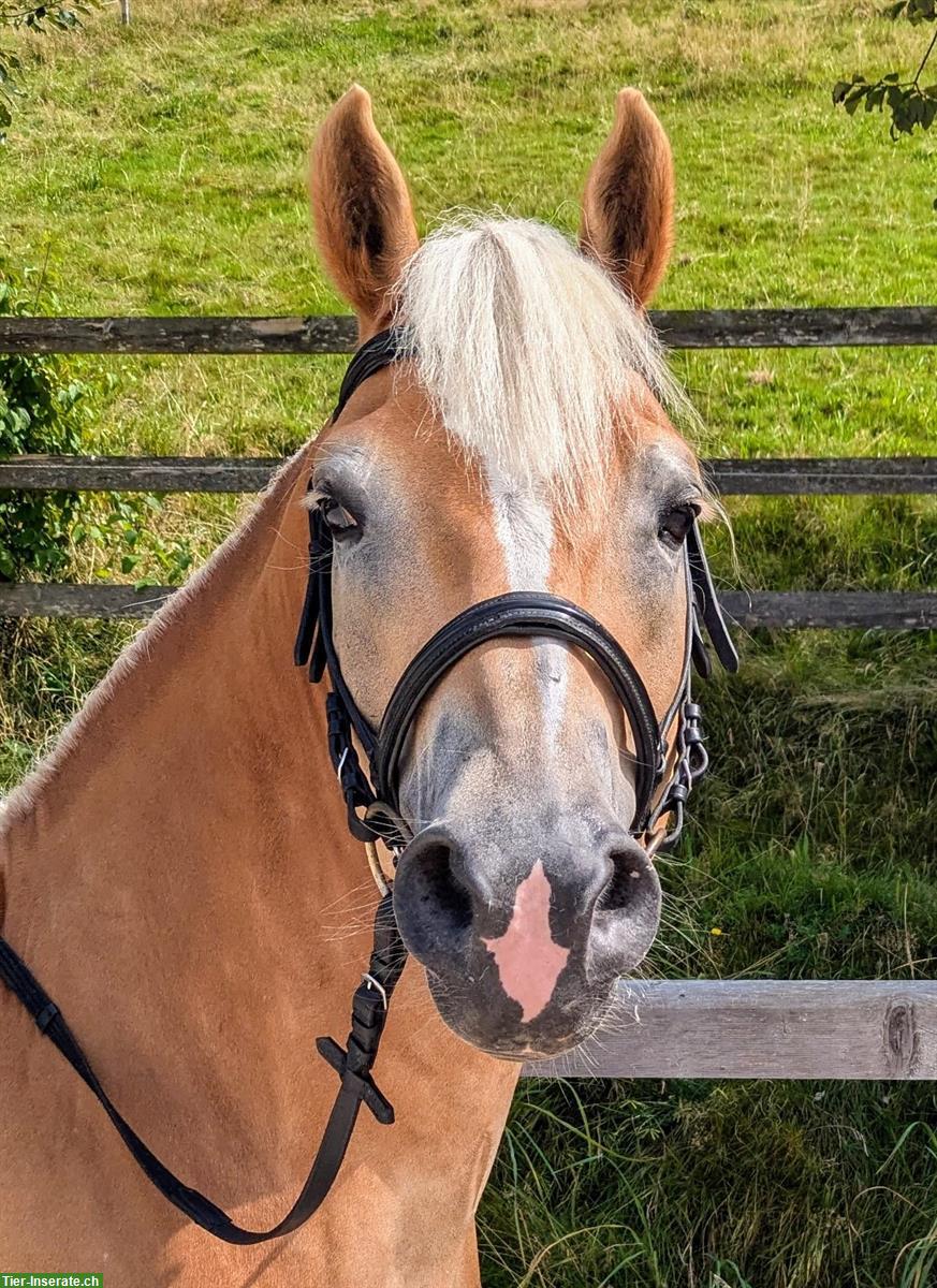 Bild 9: 10-jähriger Haflinger Wallach zu verkaufen