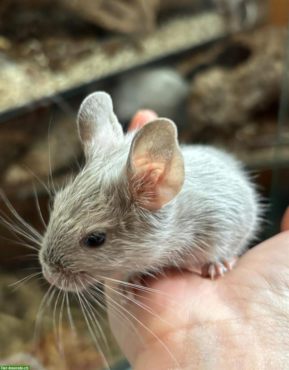 Junge Degus aus eigener Zucht