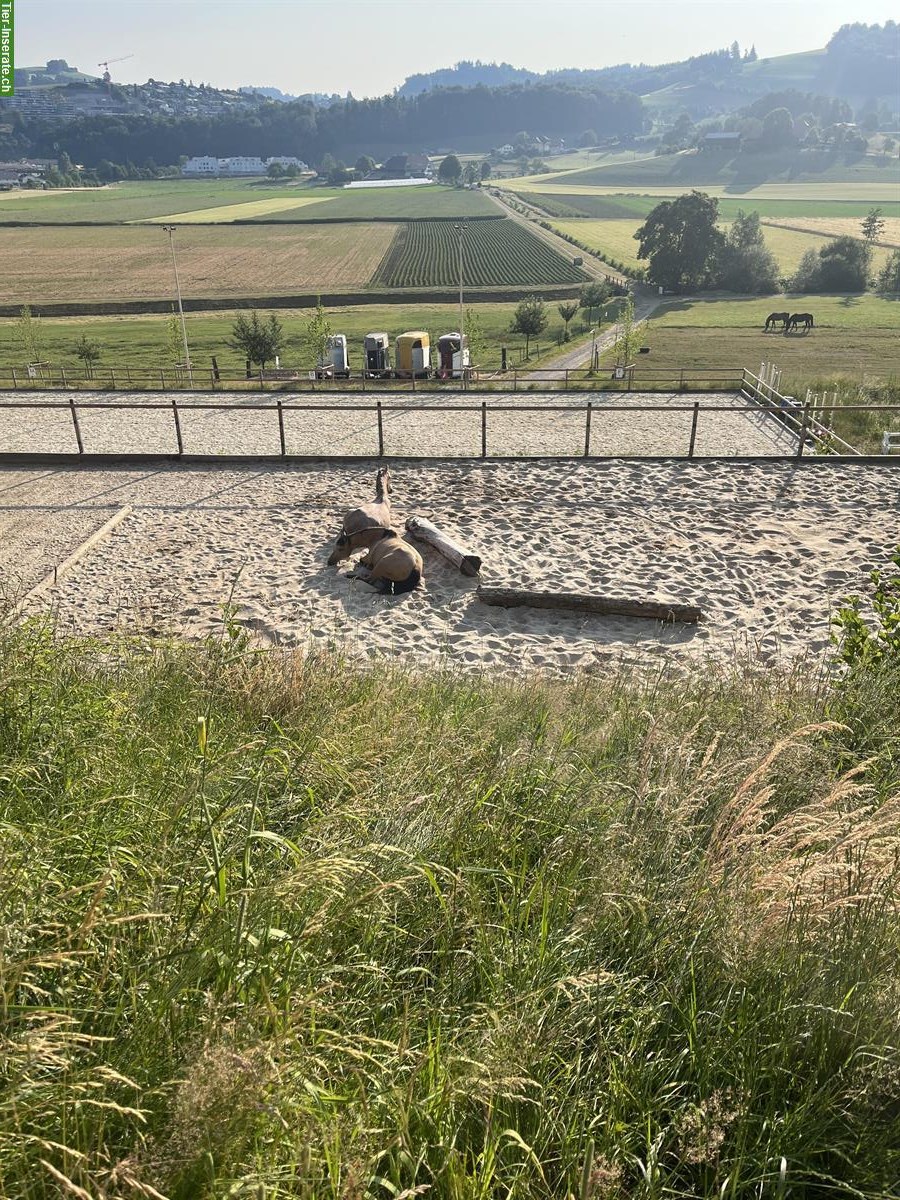 Bild 3: Freie Pferde Plätze im Aktivstall in Boll BE