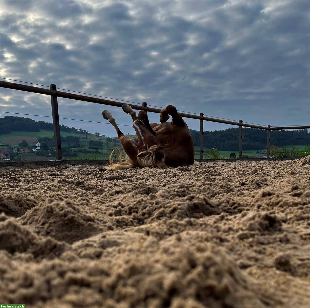 Bild 4: Freie Pferde Plätze im Aktivstall in Boll BE