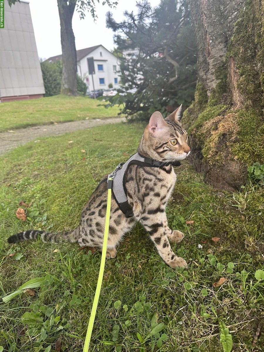 Bild 2: Bengal Kater, 10 Monate alt, kastriert