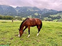 Reitbeteiligung in Blumenstein BE, nähe Thun