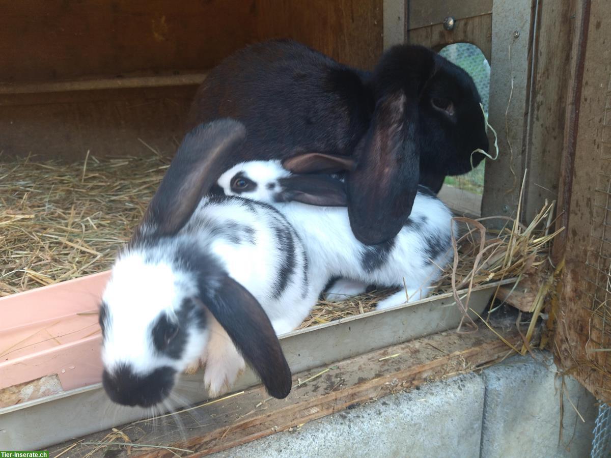 Schwarze Widder Kaninchen Zippe zu verkaufen