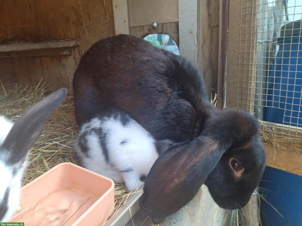 Bild 2: Schwarze Widder Kaninchen Zippe zu verkaufen