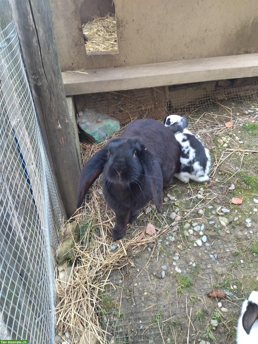 Bild 3: Schwarze Widder Kaninchen Zippe zu verkaufen