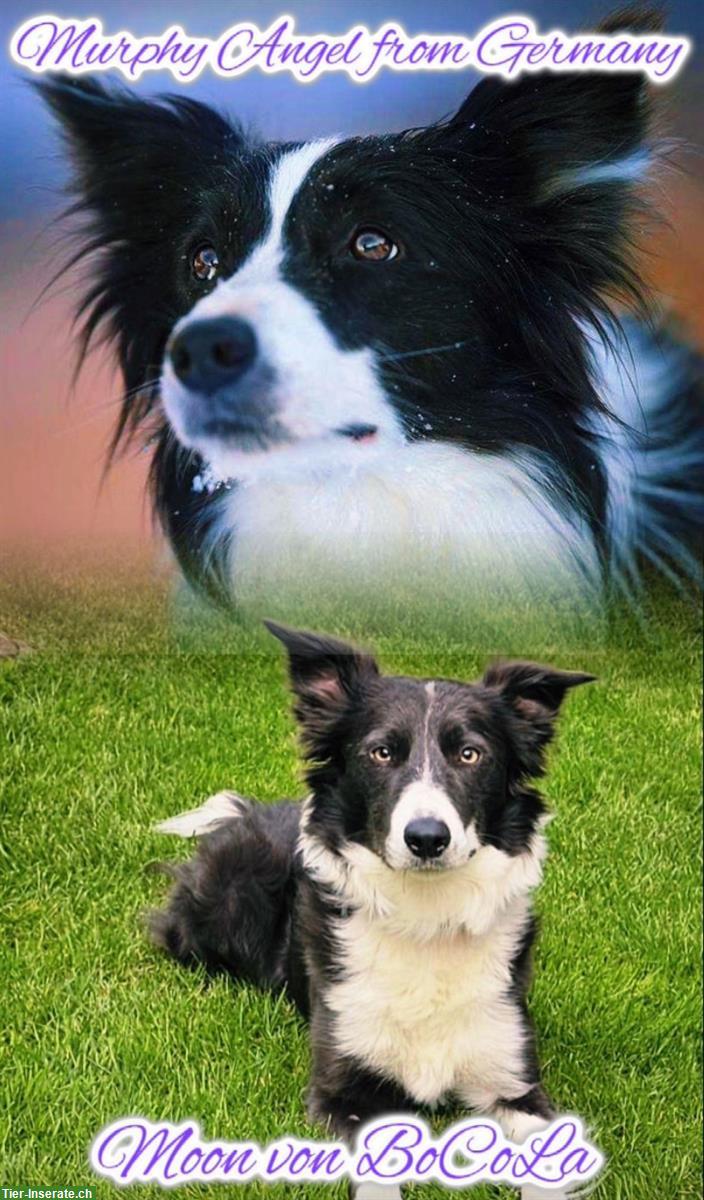 Bild 6: Border Collie Welpen in blue-white