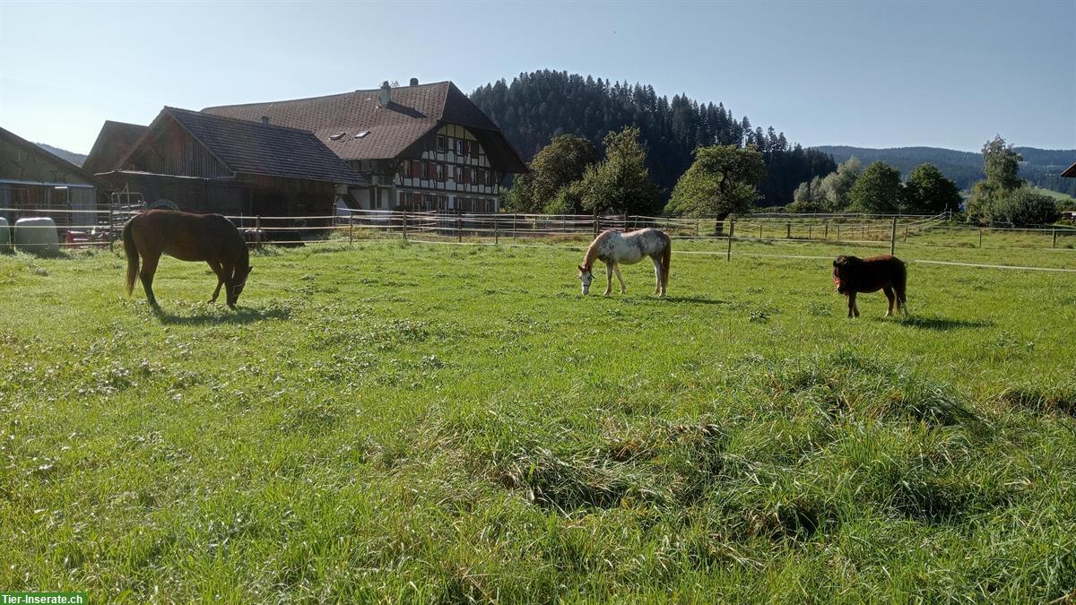 Bild 3: Suchen MitarbeiterIn im Stall oder PferdepflegerIn