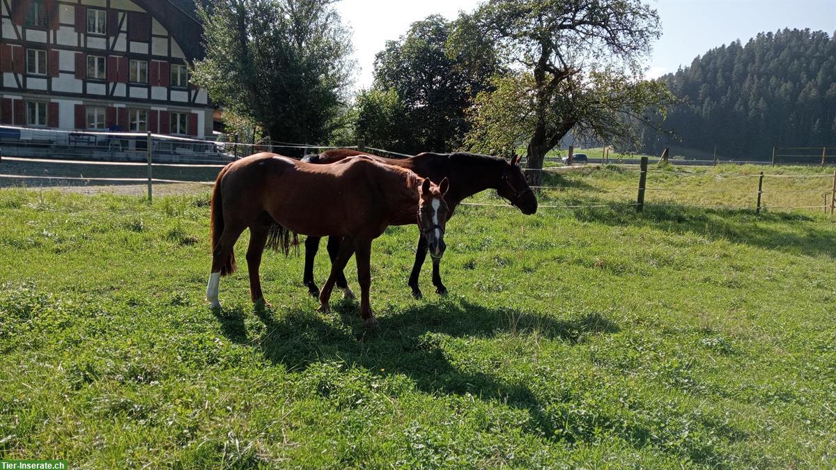 Bild 5: Suchen MitarbeiterIn im Stall oder PferdepflegerIn