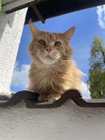 Roter Maine Coon Kater sucht seine Herzensfamilie