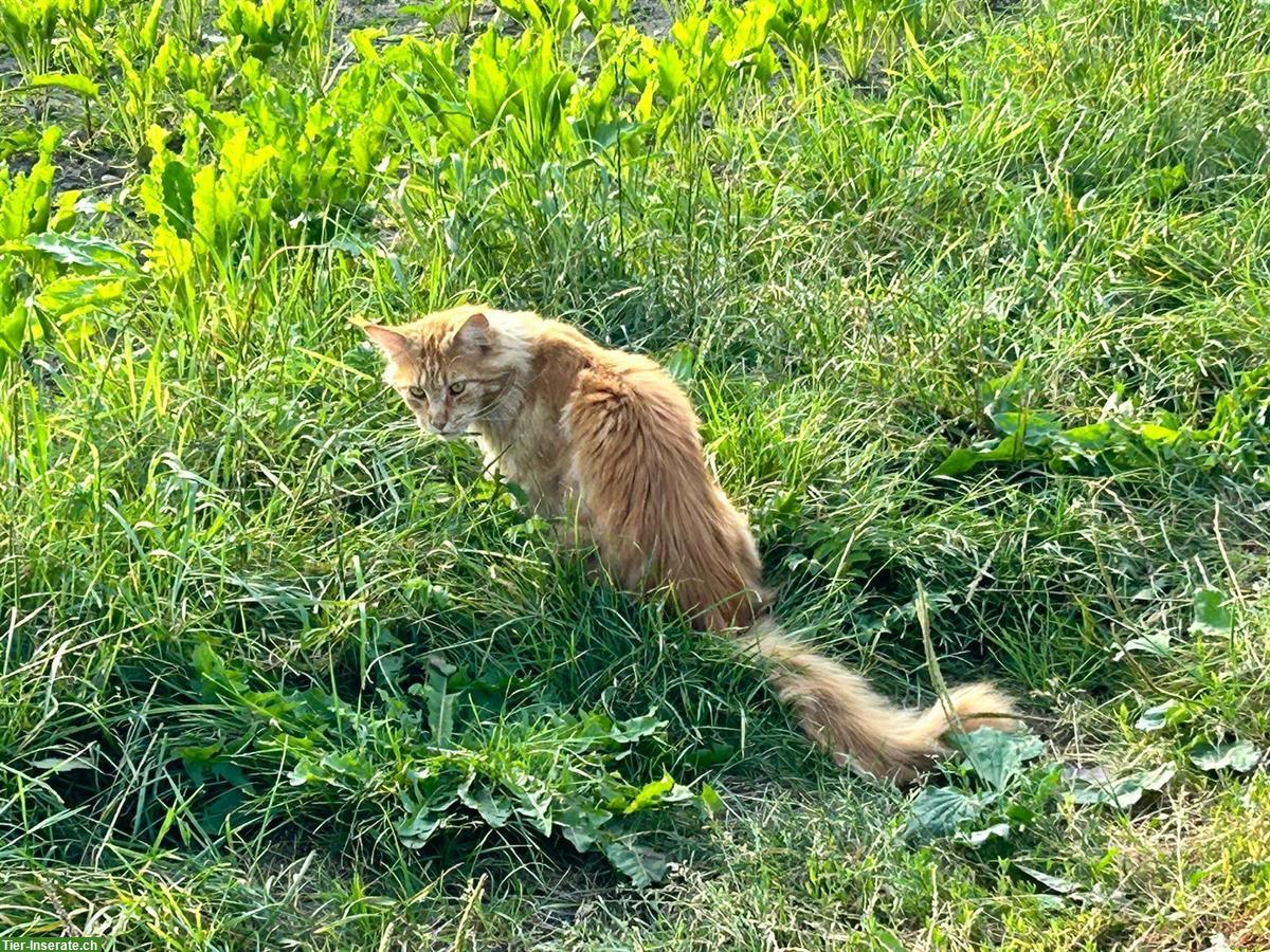 Bild 2: Roter Maine Coon Kater sucht seine Herzensfamilie