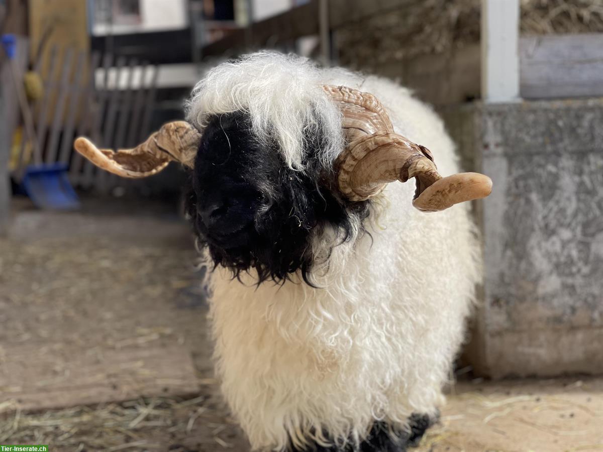 Walliser Schwarznasen Widder sucht neuen Wirkungskreis