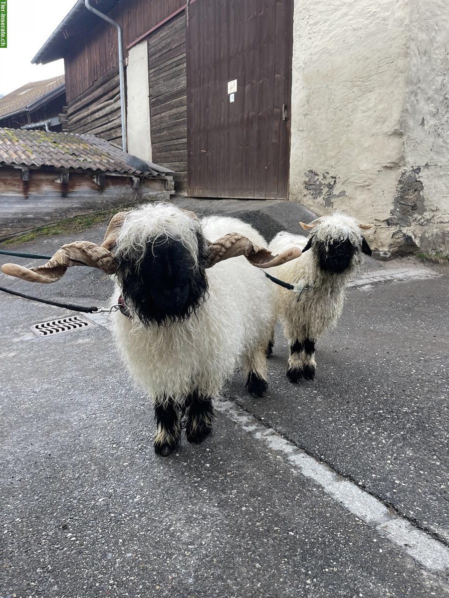 Bild 2: Walliser Schwarznasen Widder sucht neuen Wirkungskreis