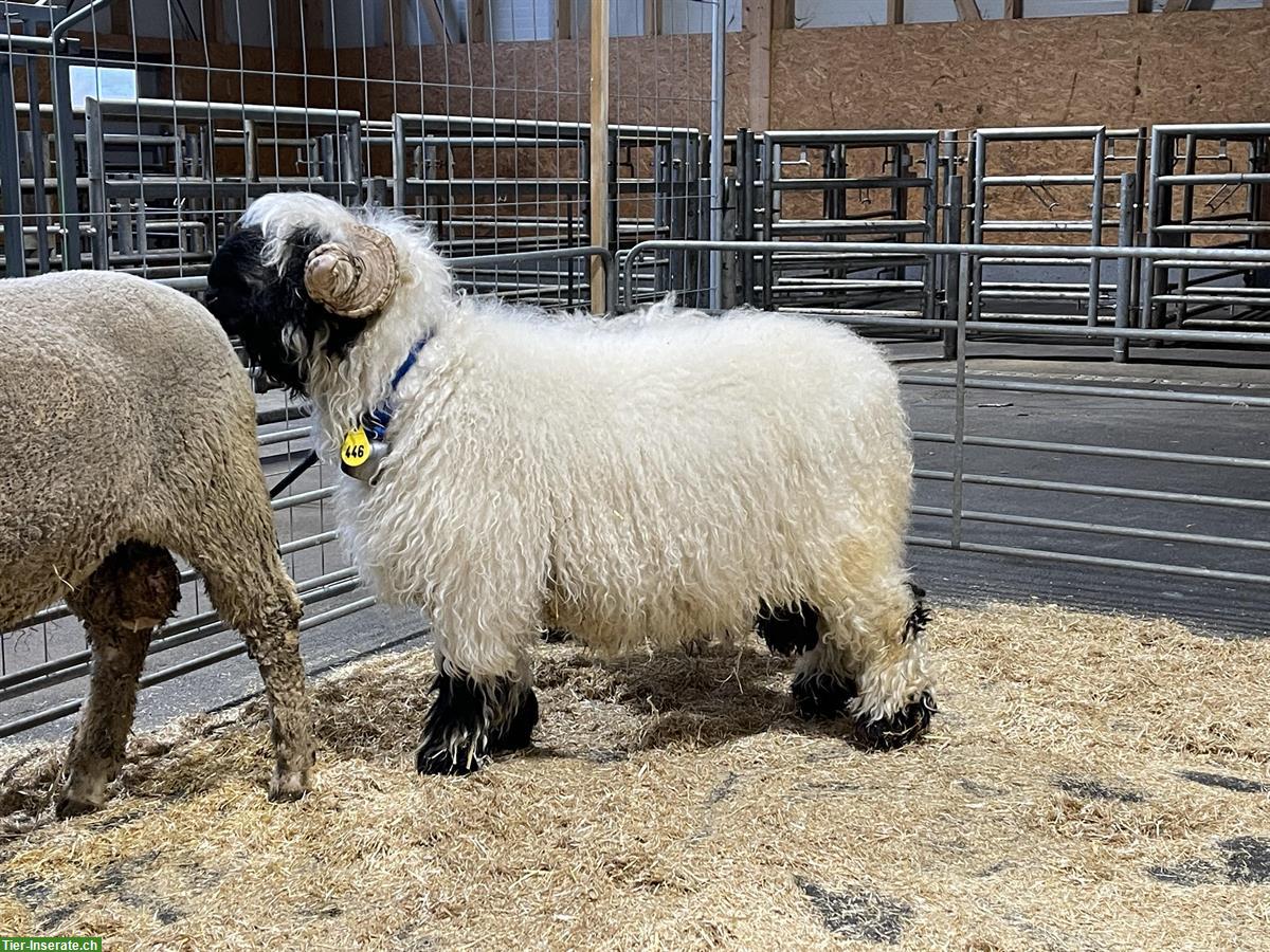 Bild 3: Walliser Schwarznasen Widder sucht neuen Wirkungskreis