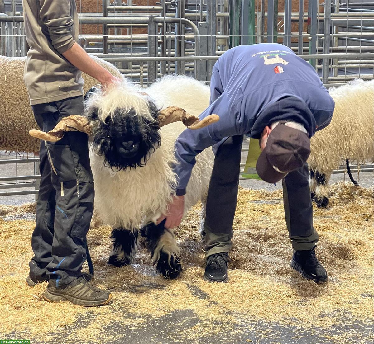 Bild 5: Walliser Schwarznasen Widder sucht neuen Wirkungskreis