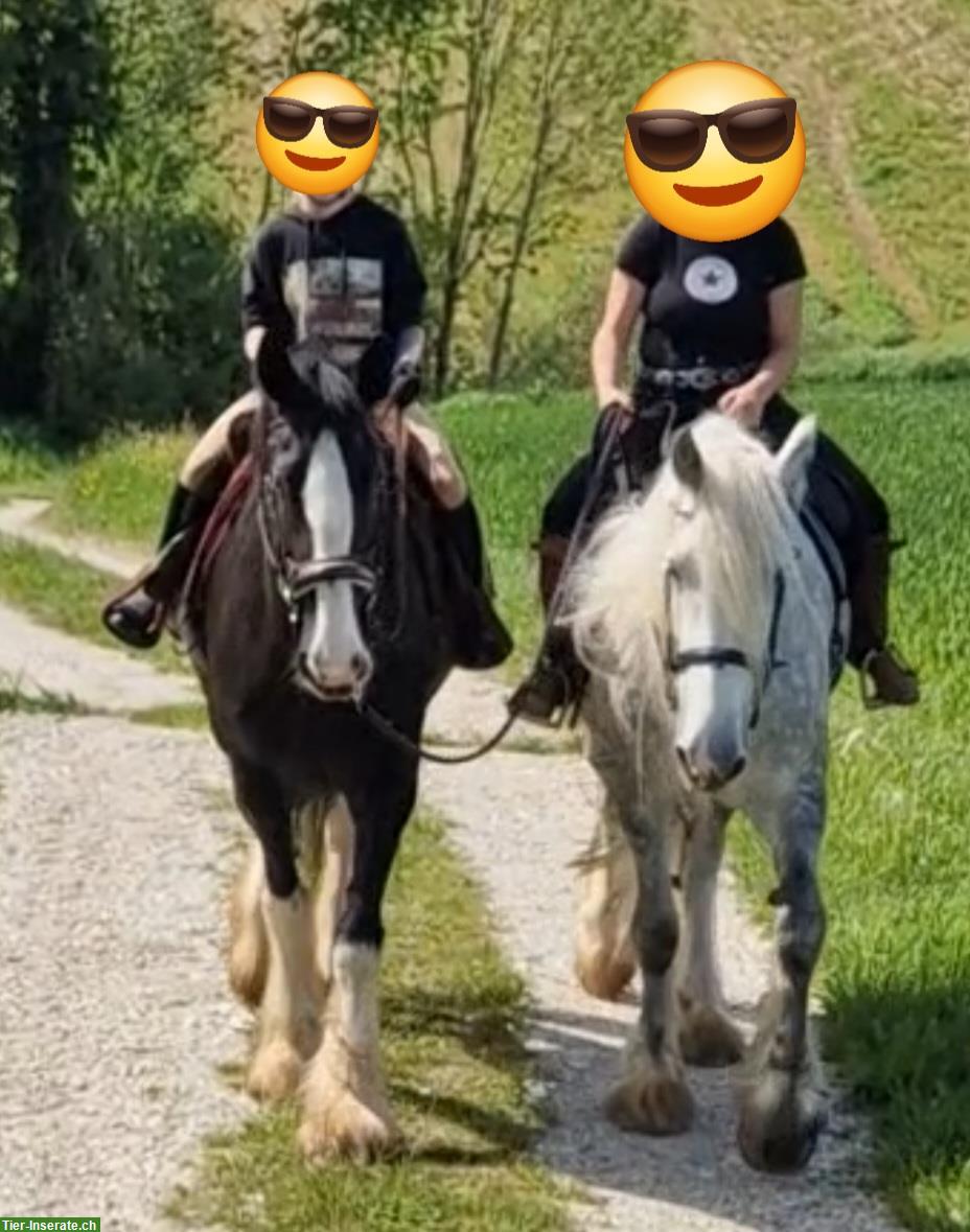 Shire Horses von Absetzer bis Reitpferd suchen "ihren" Menschen