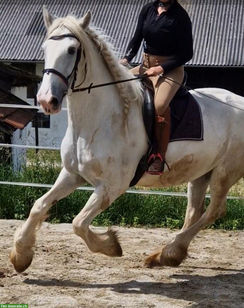 Bild 2: Shire Horses von Absetzer bis Reitpferd suchen "ihren" Menschen