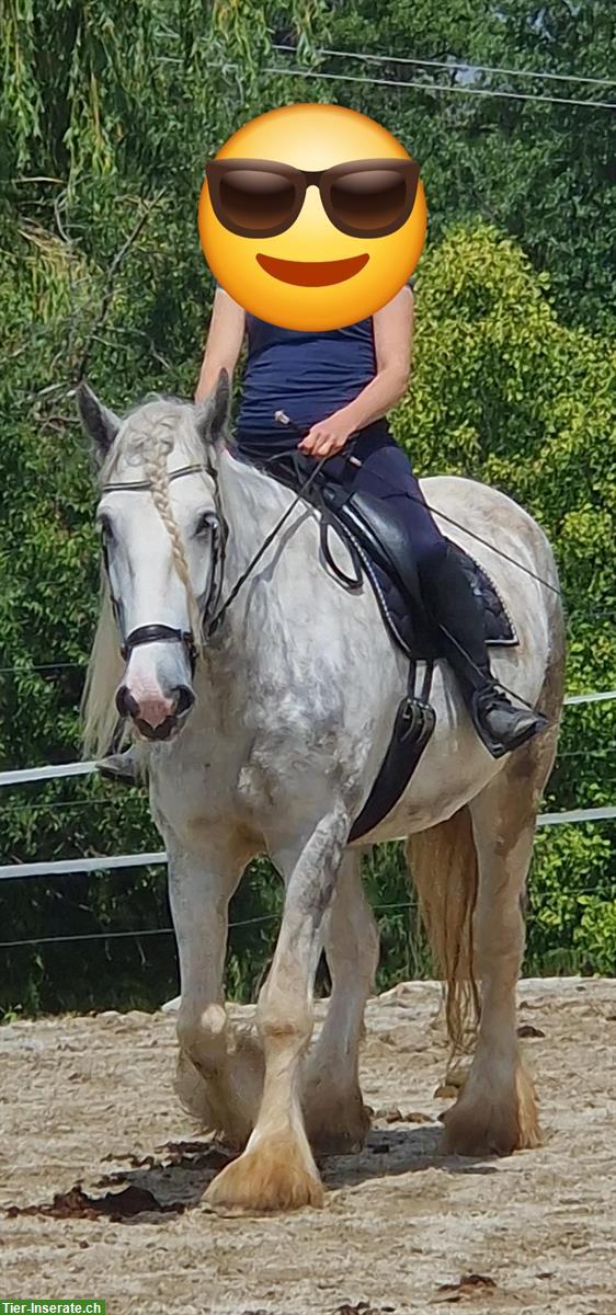 Bild 3: Shire Horses von Absetzer bis Reitpferd suchen "ihren" Menschen