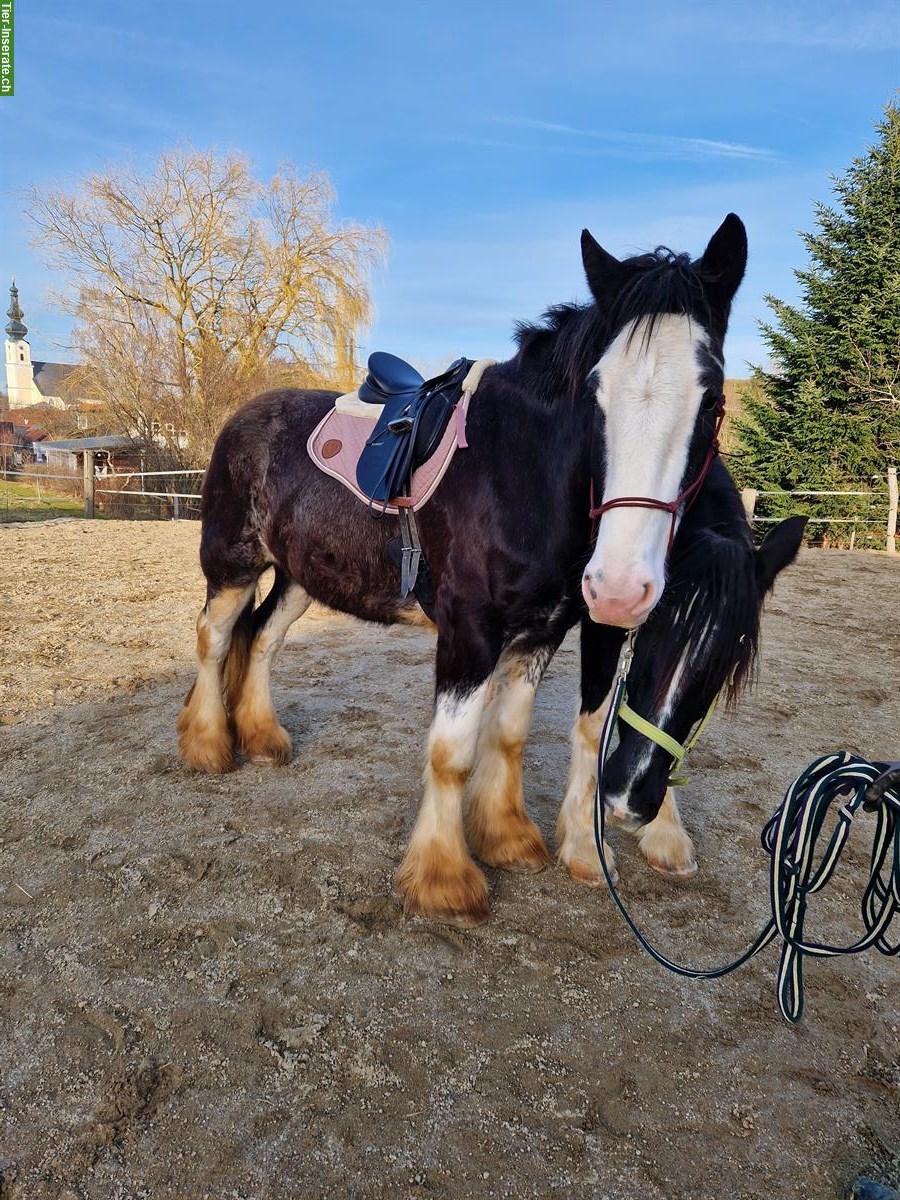 Bild 4: Shire Horses von Absetzer bis Reitpferd suchen "ihren" Menschen