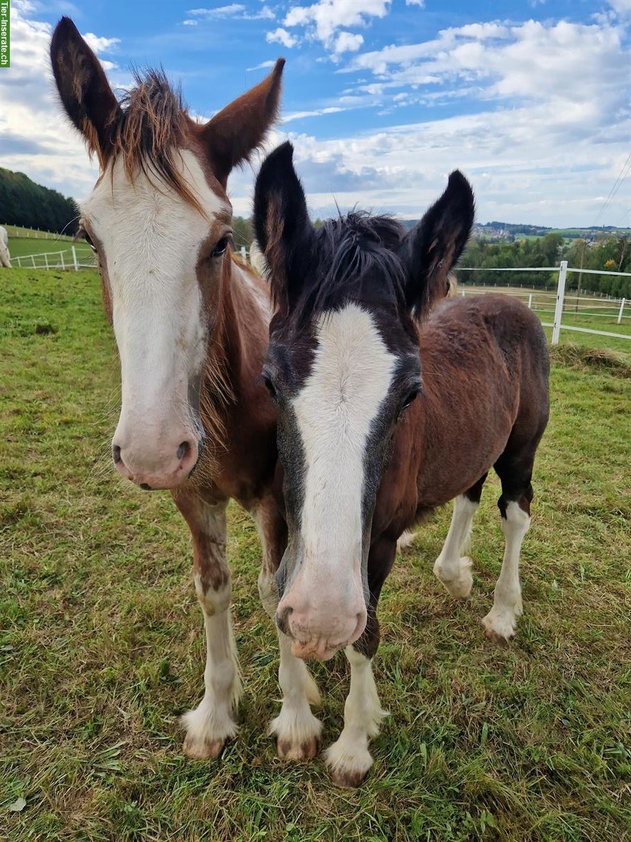 Bild 5: Shire Horses von Absetzer bis Reitpferd suchen "ihren" Menschen