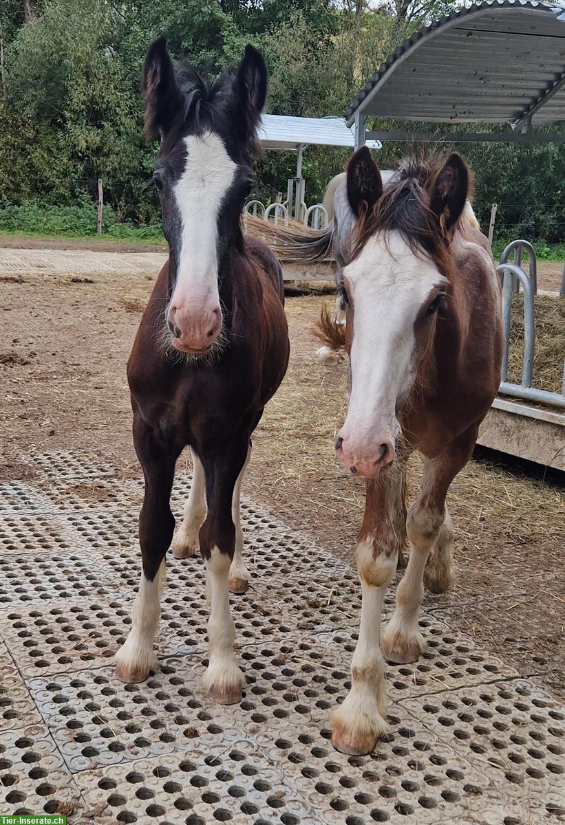 Bild 6: Shire Horses von Absetzer bis Reitpferd suchen "ihren" Menschen