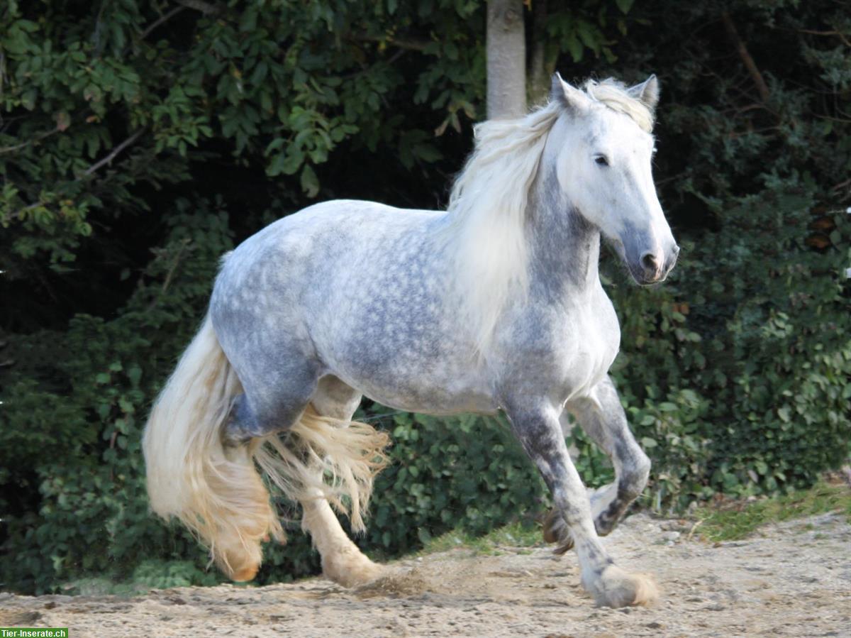 Bild 7: Shire Horses von Absetzer bis Reitpferd suchen "ihren" Menschen