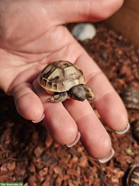 Verkaufen Griechische Landschildkröten Babys 2024