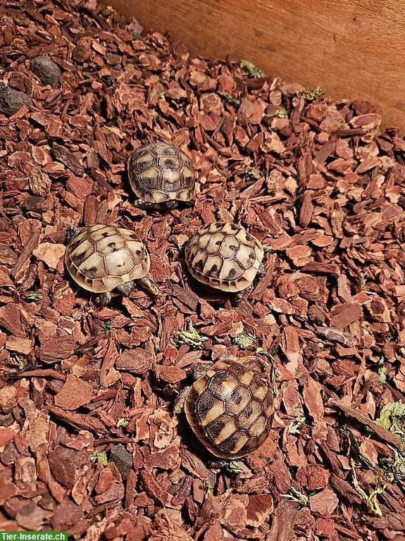 Bild 2: Verkaufen Griechische Landschildkröten Babys 2024