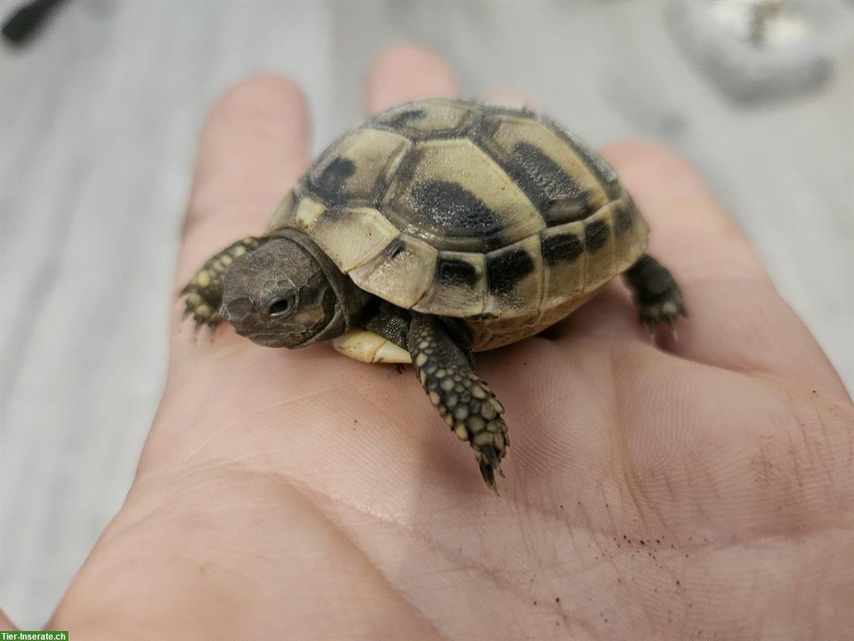 Bild 3: Verkaufen Griechische Landschildkröten Babys 2024