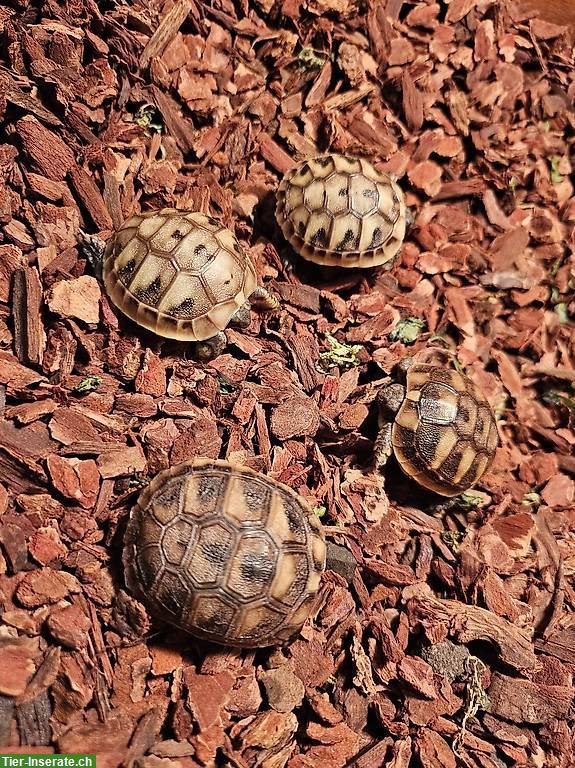 Bild 4: Verkaufen Griechische Landschildkröten Babys 2024