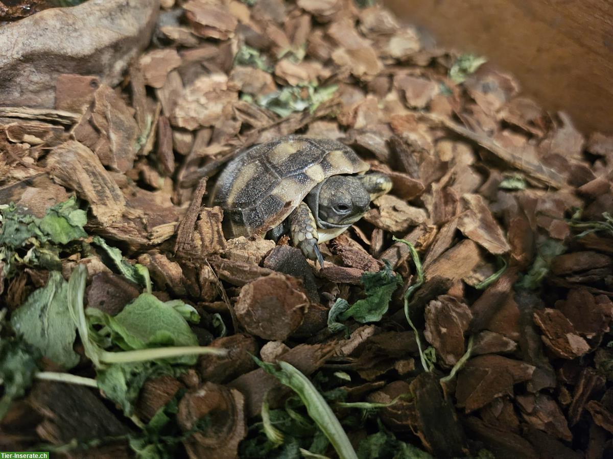 Bild 5: Verkaufen Griechische Landschildkröten Babys 2024