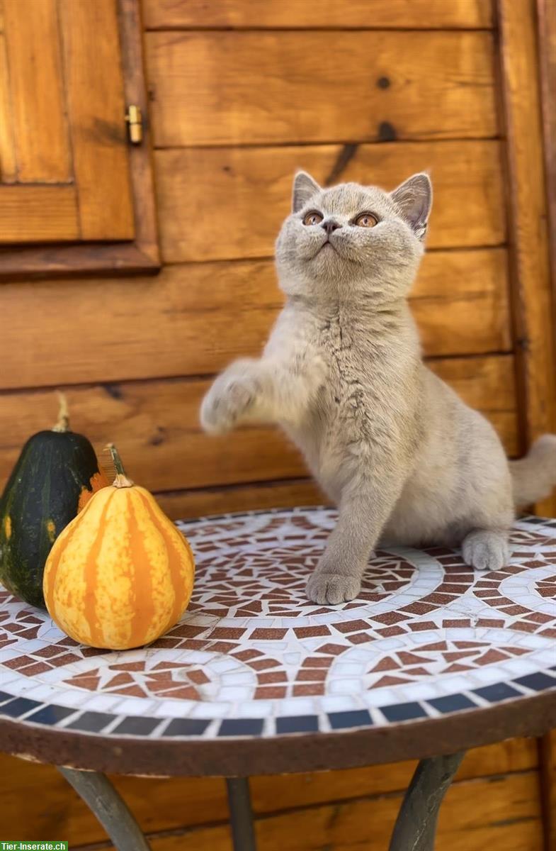 Bild 6: BKH / BLH Kitten mit Stammbaum zu vermitteln