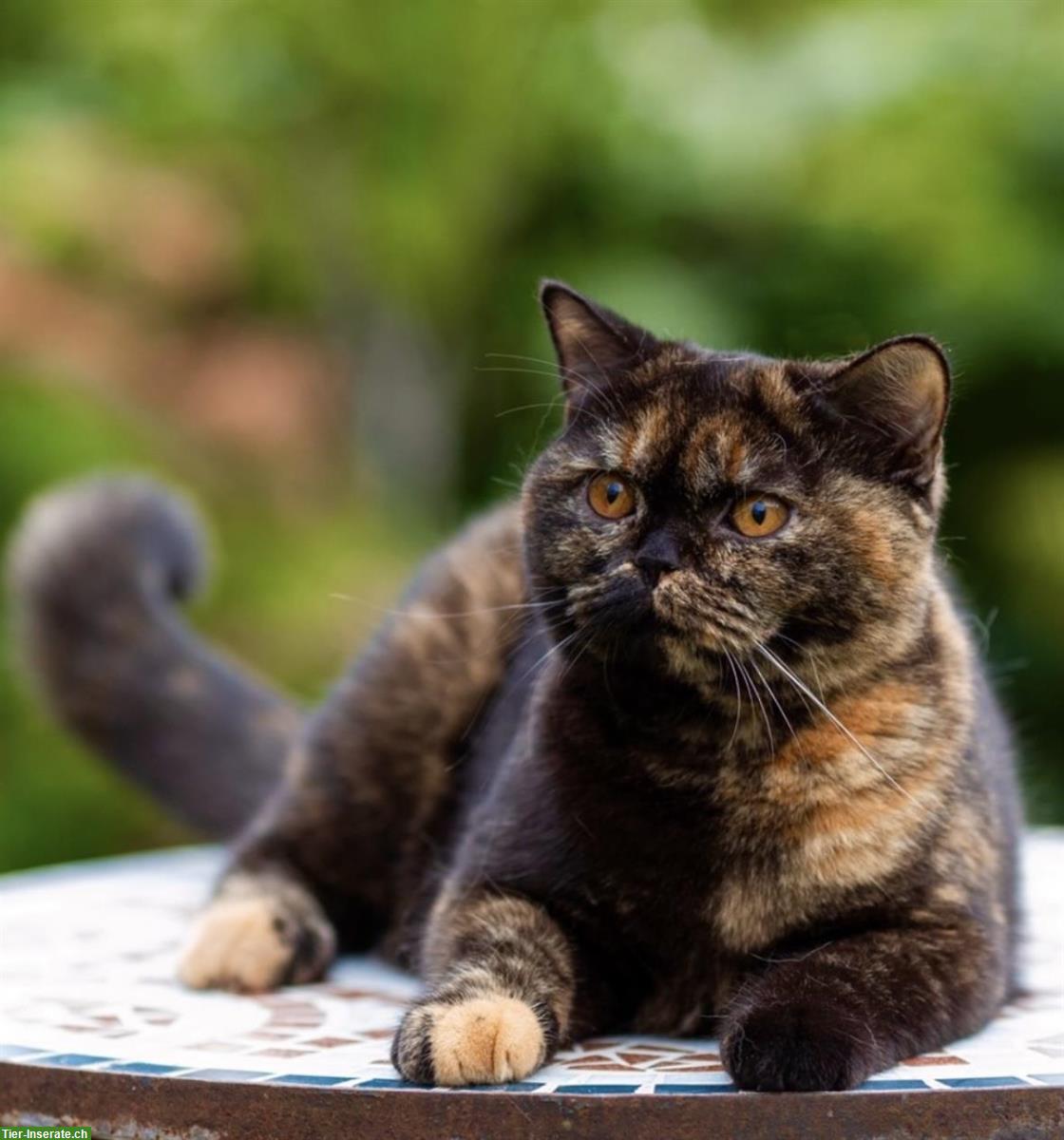 Bild 2: 2 BKH Katzen, 1.5 & 2.5-jährig mit Stammbaum